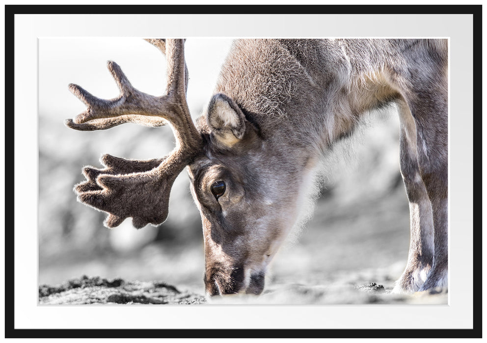 Pixxprint süßes Rentier beim Essen, im Galerie-Passepartout Bilderrahmen