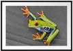 kleiner grüner Frosch auf Blatt Passepartout 100x70