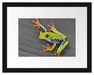 kleiner grüner Frosch auf Blatt Passepartout 38x30