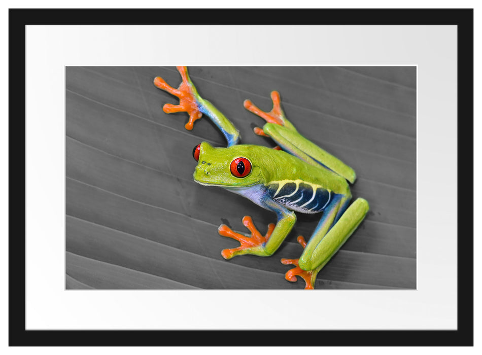 kleiner grüner Frosch auf Blatt Passepartout 55x40