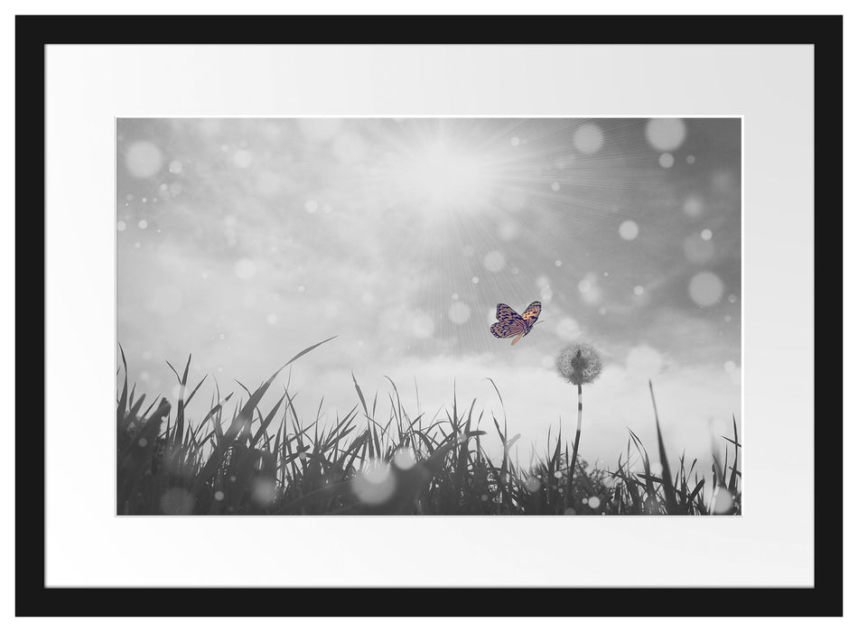 Schmetterling fliegt zu Pusteblume Passepartout 55x40