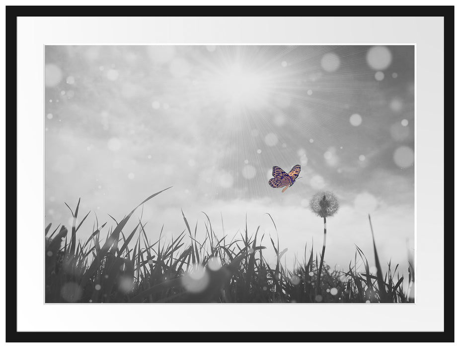 Schmetterling fliegt zu Pusteblume Passepartout 80x60