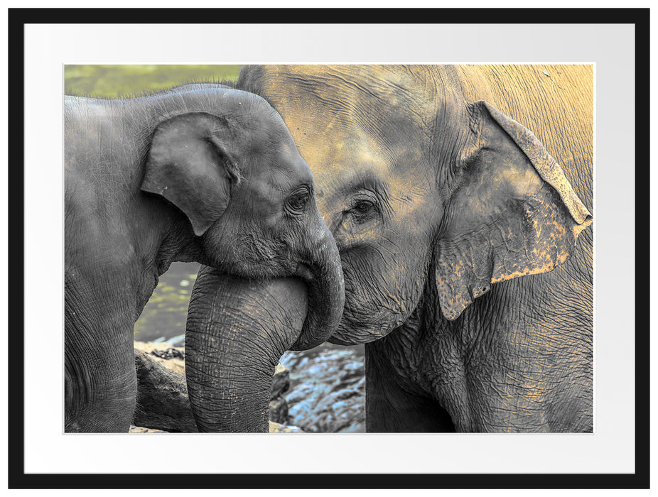 Elefantenmutter mit Kalb Passepartout 80x60