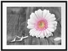 pinke Gerbera auf rustikalem Boden Passepartout 80x60