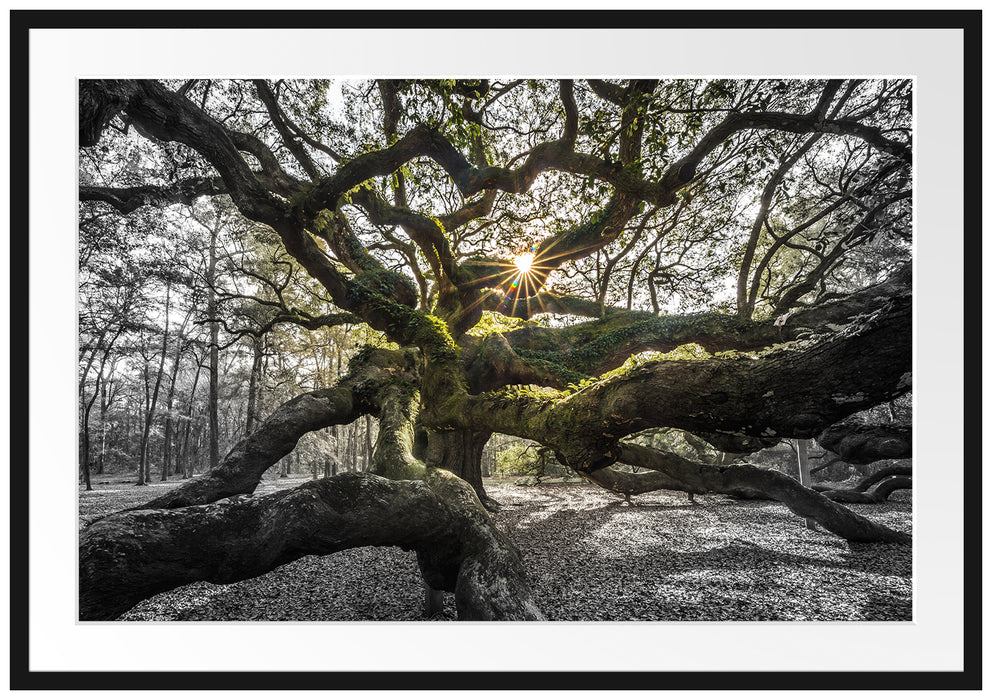 Pixxprint gigantisch verzweigter Baum, im Galerie-Passepartout Bilderrahmen