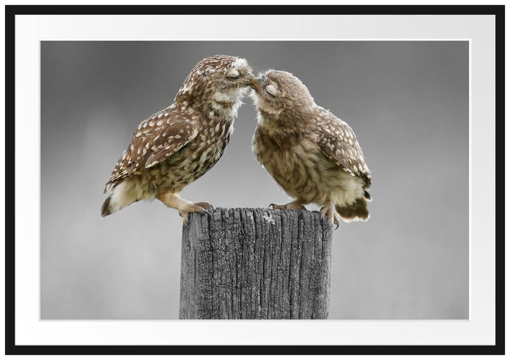 Pixxprint Küssende Eulen, im Galerie-Passepartout Bilderrahmen