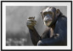 Aufmerksamer Schimpanse Passepartout 100x70