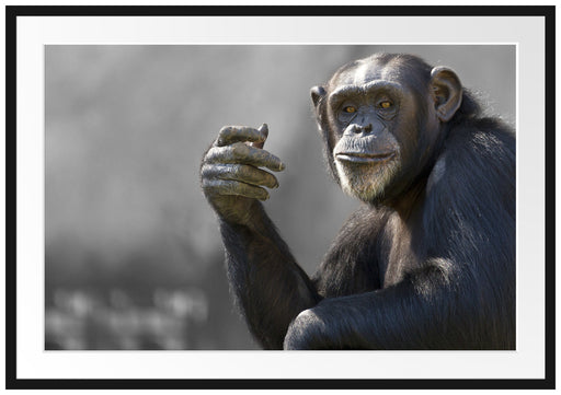 Aufmerksamer Schimpanse Passepartout 100x70