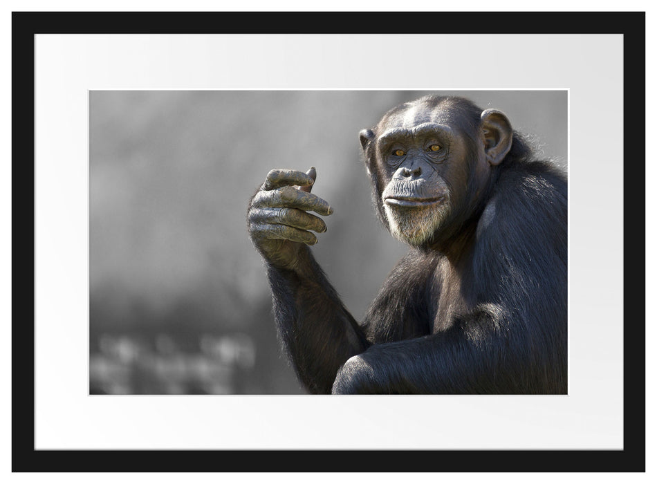 Aufmerksamer Schimpanse Passepartout 55x40