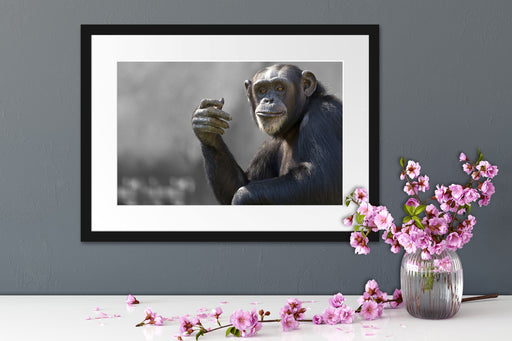 Aufmerksamer Schimpanse Passepartout Wohnzimmer