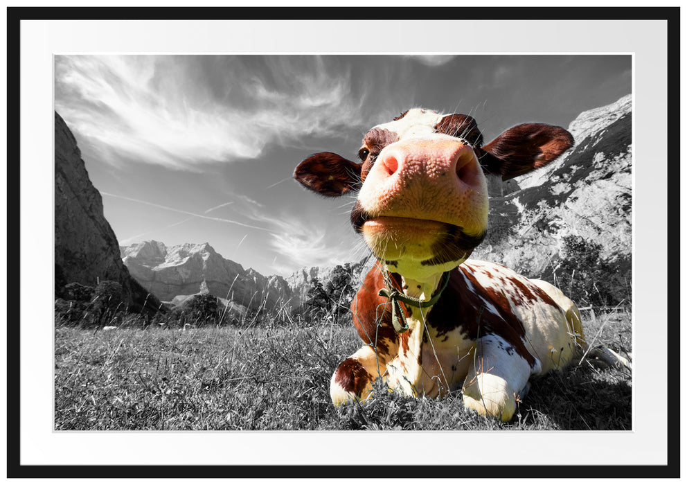 Pixxprint Kuh im Karwendelgebirge, im Galerie-Passepartout Bilderrahmen