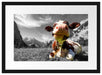Kuh im Karwendelgebirge Passepartout 55x40
