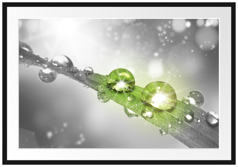 Pixxprint Wassertropfen auf Grashalm, im Galerie-Passepartout Bilderrahmen