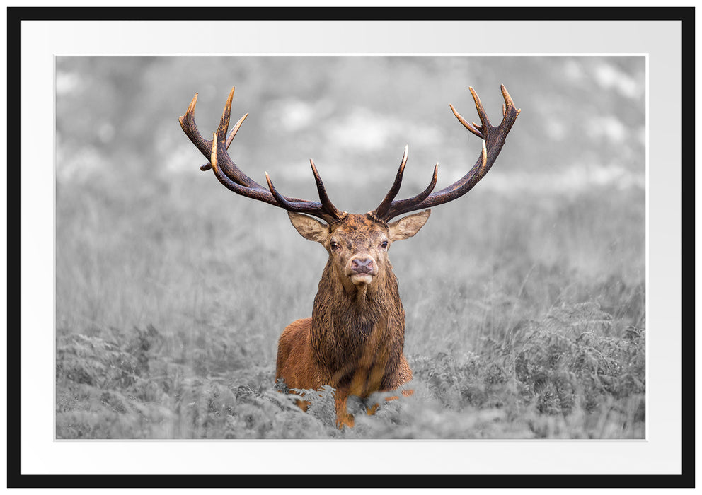 Pixxprint Großer Hirsch im Feld, im Galerie-Passepartout Bilderrahmen