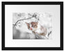 Süßes Kätzchen im Kirschbaum Passepartout 38x30