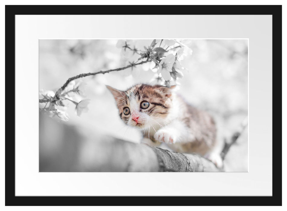 Süßes Kätzchen im Kirschbaum Passepartout 55x40