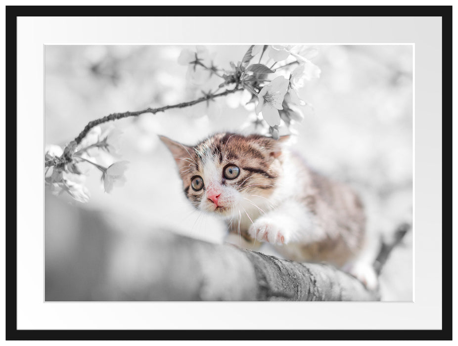 Süßes Kätzchen im Kirschbaum Passepartout 80x60