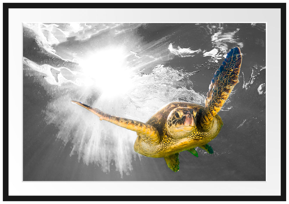 Grüne Meeresschildkröte Passepartout 100x70