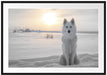 Weißer Wolf im Schnee Passepartout 100x70