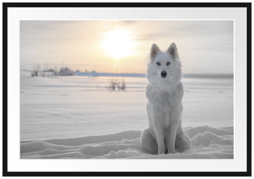 Weißer Wolf im Schnee Passepartout 100x70