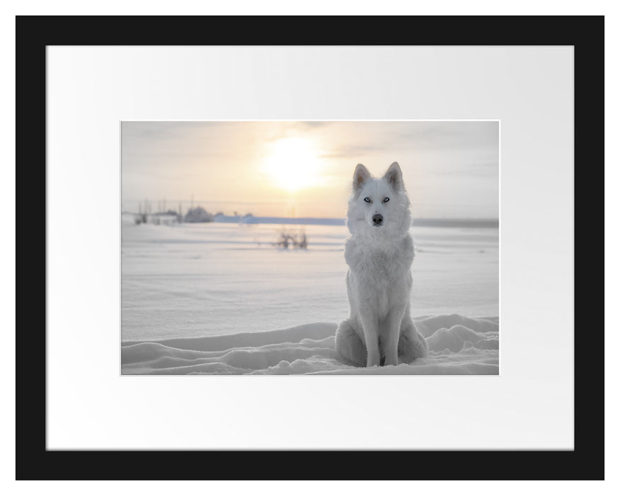 Weißer Wolf im Schnee Passepartout 38x30