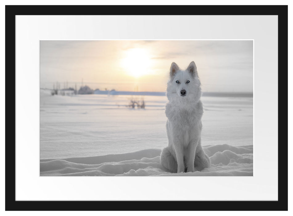 Weißer Wolf im Schnee Passepartout 55x40