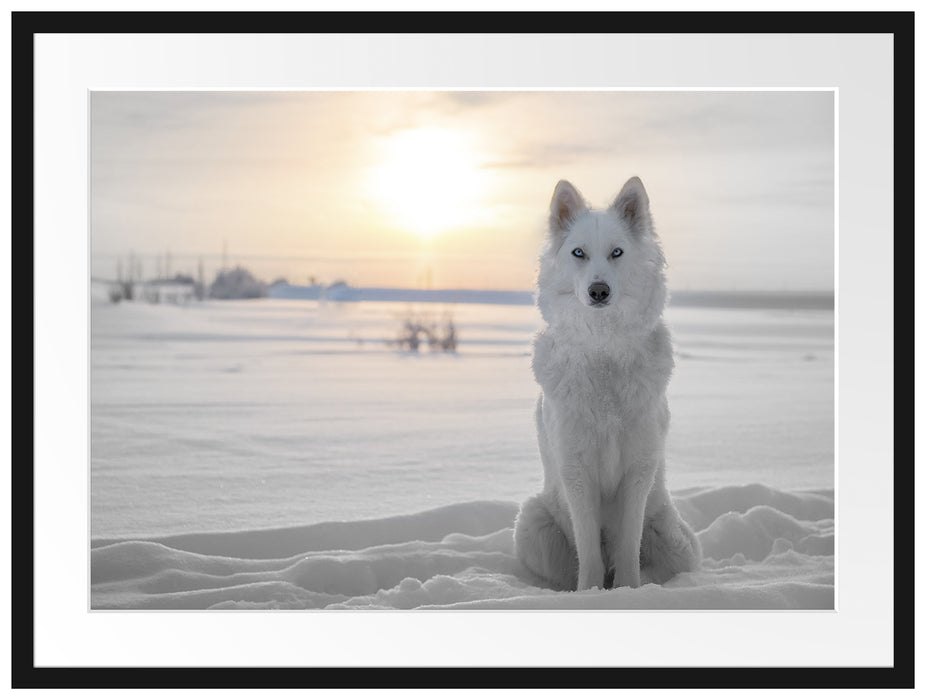 Weißer Wolf im Schnee Passepartout 80x60