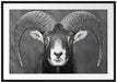 Mufflon Porträt Passepartout 100x70