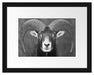 Mufflon Porträt Passepartout 38x30