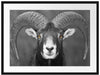 Mufflon Porträt Passepartout 80x60