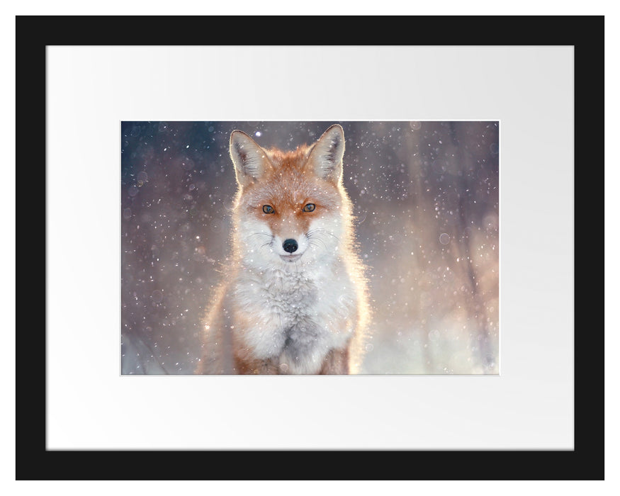 Pixxprint Roter Fuchs im Winter, im Galerie-Passepartout Bilderrahmen