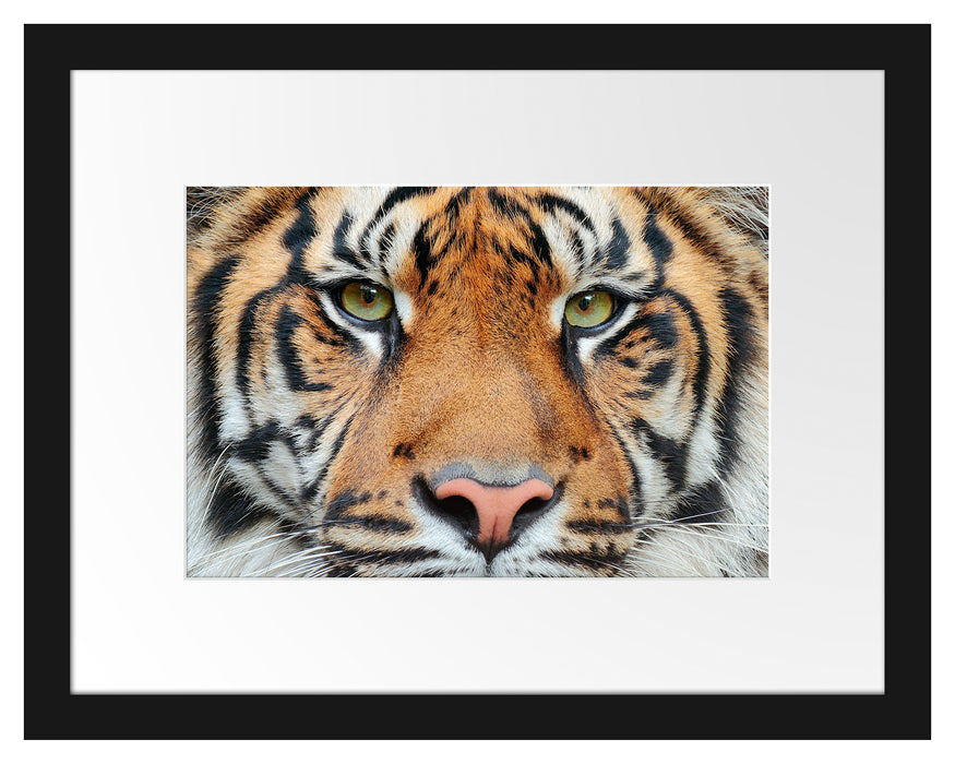 Pixxprint Nahaufnahme Sumatra Tiger, im Galerie-Passepartout Bilderrahmen