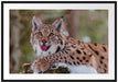Luchs auf schneebedecktem Baumstumpf Passepartout Rechteckig 100
