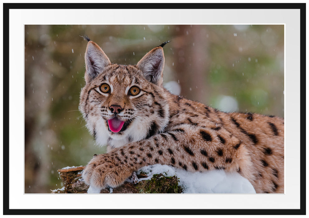 Luchs auf schneebedecktem Baumstumpf Passepartout Rechteckig 100