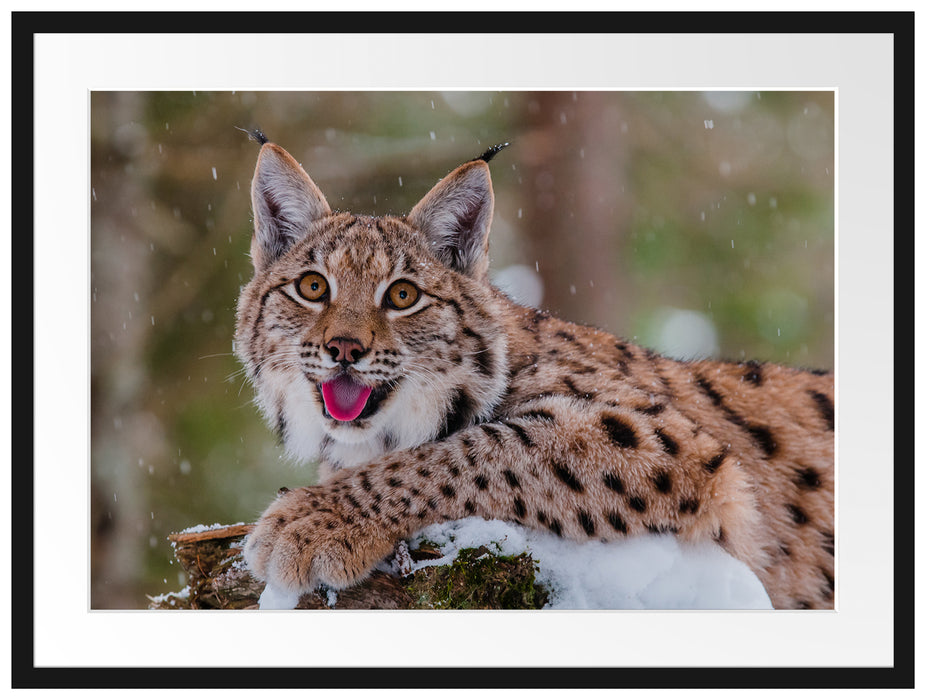 Luchs auf schneebedecktem Baumstumpf Passepartout Rechteckig 80