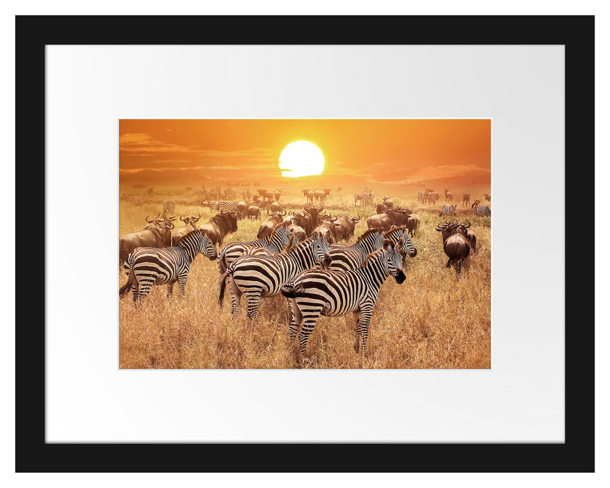 Pixxprint Zebraherde Savanne bei Sonnenuntergang, im Galerie-Passepartout Bilderrahmen