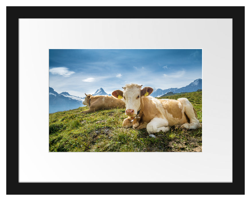 Pixxprint Simmentaler Kühe vor Schweizer Alpen, im Galerie-Passepartout Bilderrahmen