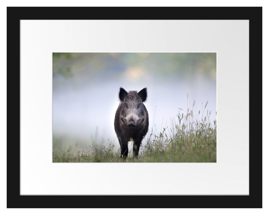 Pixxprint Wildschweinauf einer Wiese im Nebel, im Galerie-Passepartout Bilderrahmen