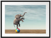 Elefant in der Wüste balanciert auf Ball Passepartout Rechteckig 80