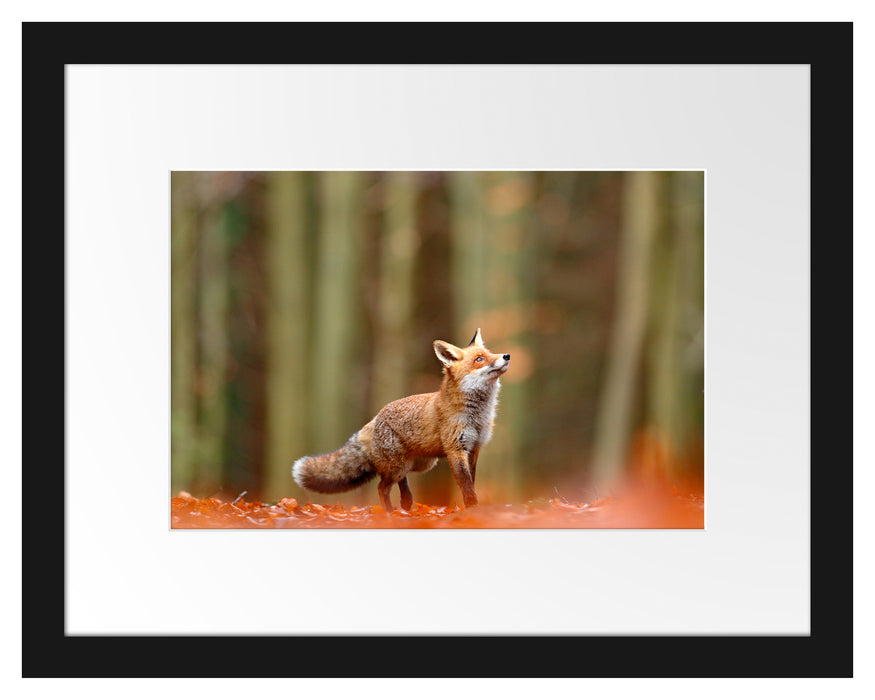 Pixxprint Neugieriger Fuchs im Herbstwald, im Galerie-Passepartout Bilderrahmen