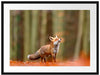 Neugieriger Fuchs im Herbstwald Passepartout Rechteckig 80