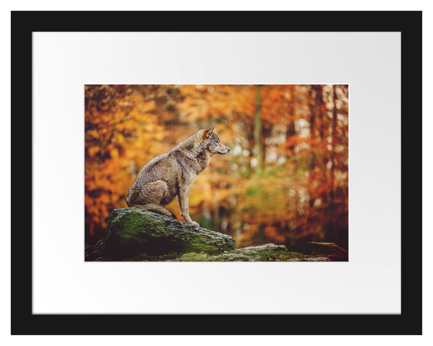 Pixxprint Wolf sitzt auf einem Stein im Herbstwald, im Galerie-Passepartout Bilderrahmen