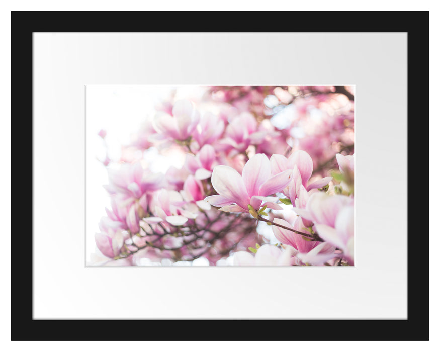 Pixxprint Nahaufnahme blühender Magnolienbaum, im Galerie-Passepartout Bilderrahmen