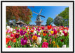 Holländisches Tulpenmeer vor Windmühle Passepartout Rechteckig 100