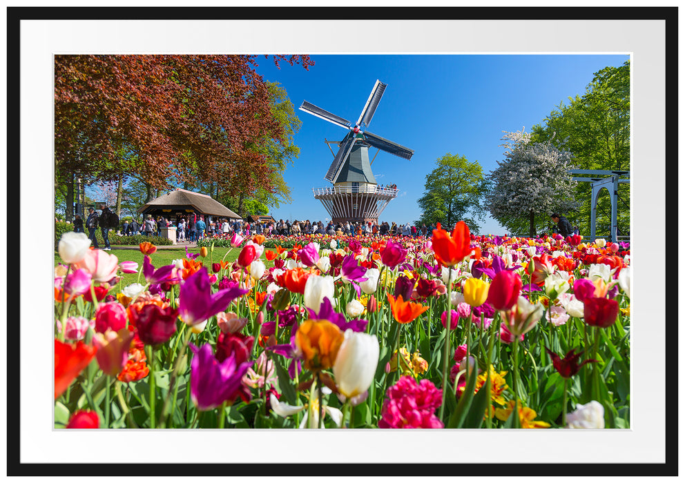 Holländisches Tulpenmeer vor Windmühle Passepartout Rechteckig 100