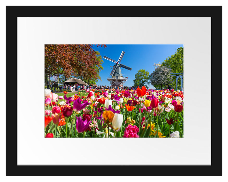 Pixxprint Holländisches Tulpenmeer vor Windmühle, im Galerie-Passepartout Bilderrahmen