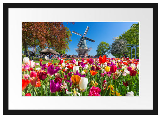 Holländisches Tulpenmeer vor Windmühle Passepartout Rechteckig 40
