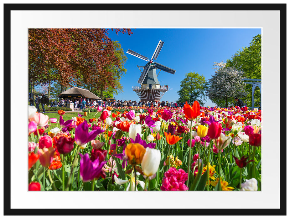 Holländisches Tulpenmeer vor Windmühle Passepartout Rechteckig 80