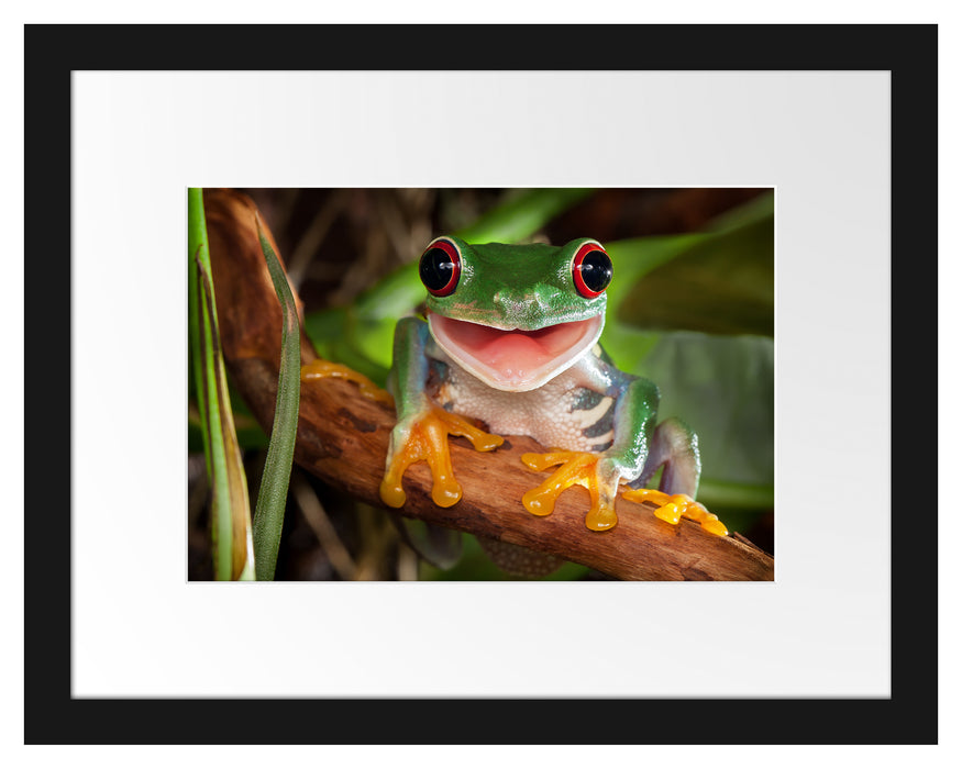 Pixxprint Lachender Frosch mit roten Augen auf Ast, im Galerie-Passepartout Bilderrahmen