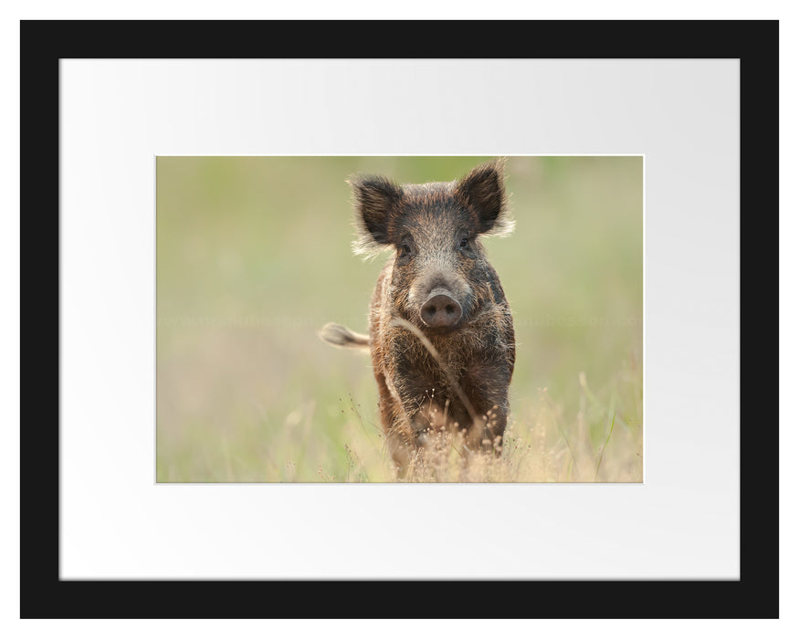 Pixxprint Neugieriges Wildschwein auf einem Feld, im Galerie-Passepartout Bilderrahmen